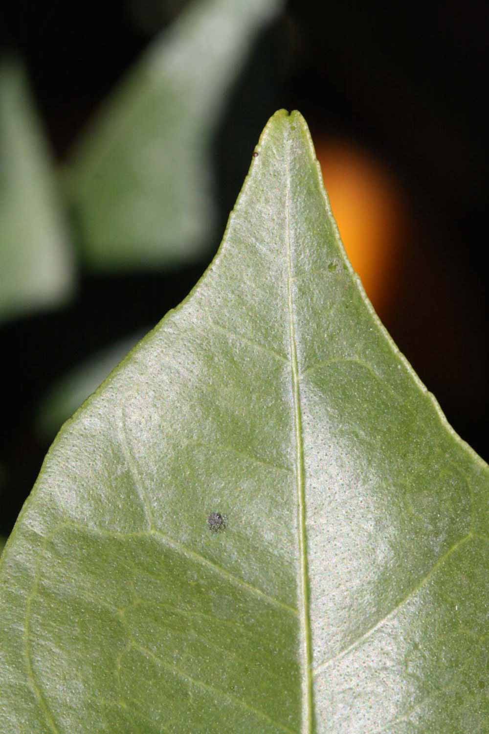              Margin (Riverside, CA)       